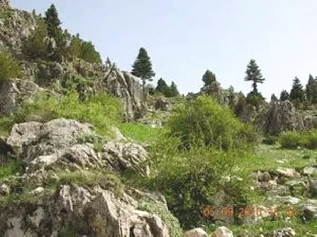 Berçin Yaylası